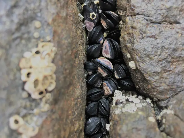 Blue mussels on the shore at Alonnah, Bruny Island