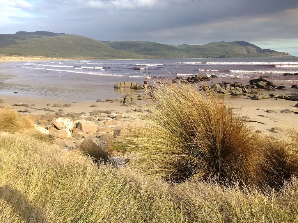Coastal grasses above the beach at Cloudy Bay