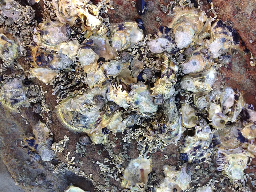 Wild oysters exposed at low tide in Daniel's Bay, Lunawanna, Bruny Island