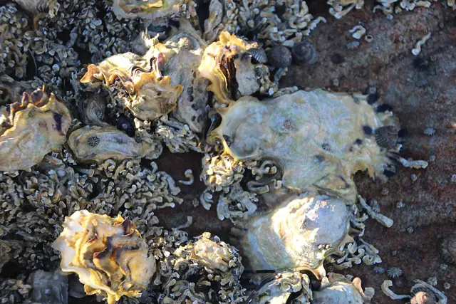 Oyster-covered rocks at low tide, Daniel's Bay, Lunawanna