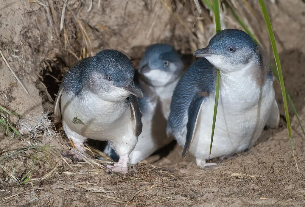 Little penguins leaving a burrow at dusk