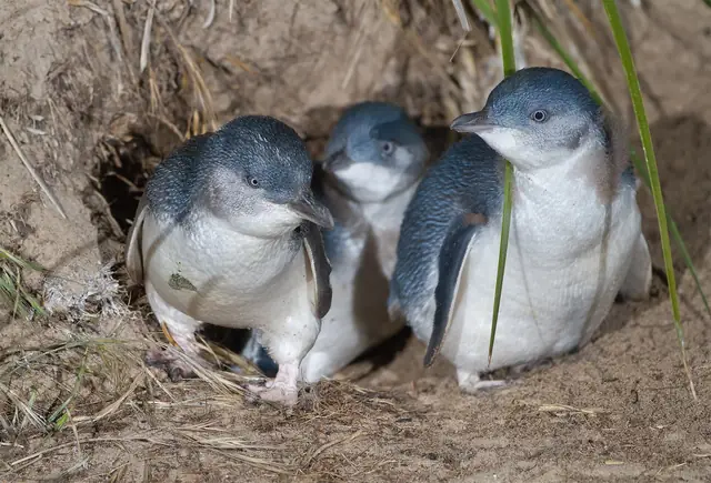 Little penguins leaving a burrow at dusk
