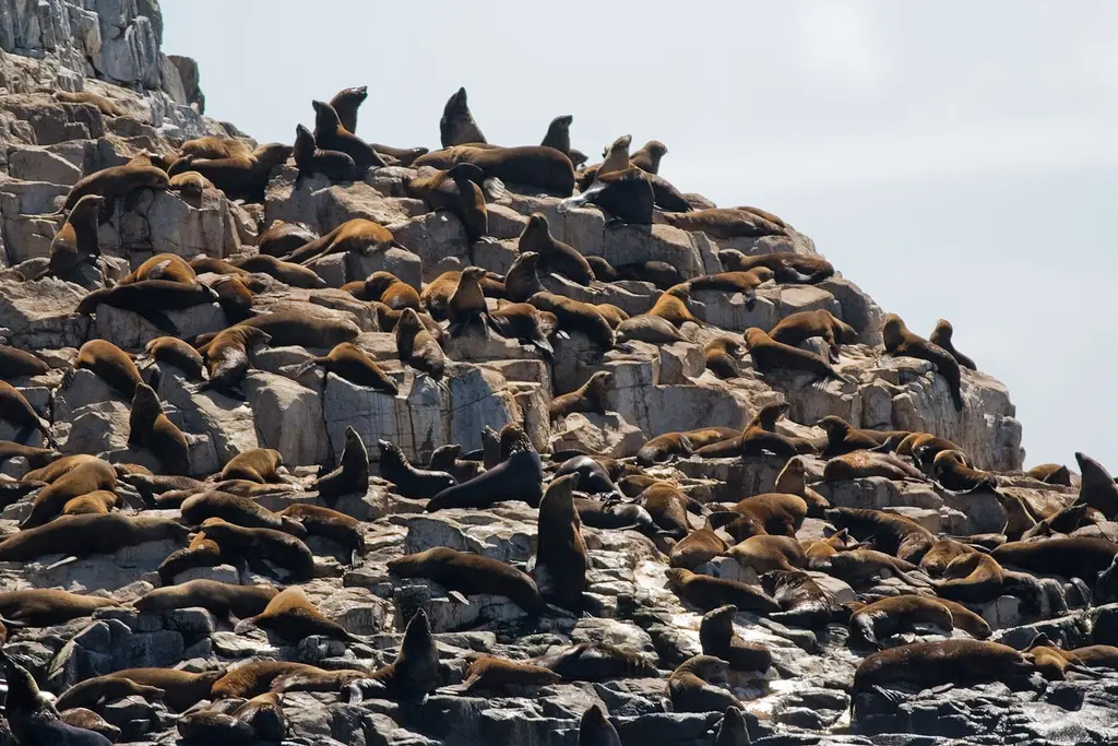 Australian fur seal colony on the Friars off South Bruny