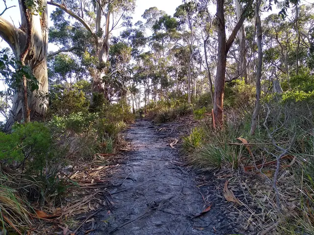 A walking trail through coastal forest in South Bruny National Park