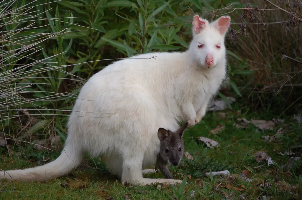 A white (albino) Bennett's wallaby on Bruny Island